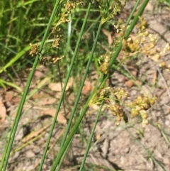 Juncus usitatus at Hackett, ACT - 9 Jan 2021 04:04 PM