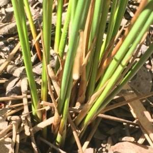 Juncus usitatus at Hackett, ACT - 9 Jan 2021 04:04 PM