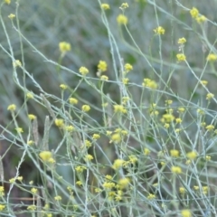 Hirschfeldia incana (Buchan Weed) at Wamboin, NSW - 16 Dec 2020 by natureguy