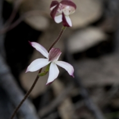 Caladenia moschata (Musky Caps) at Bonang, VIC - 1 Nov 2021 by JudithRoach