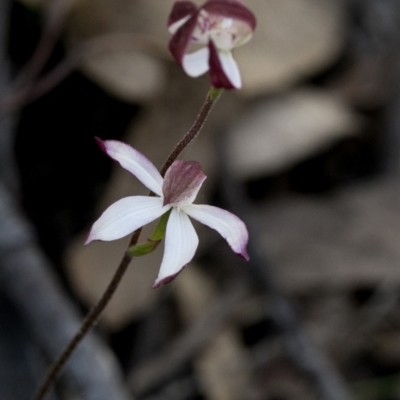 Caladenia moschata (Musky Caps) at Bonang, VIC - 1 Nov 2021 by JudithRoach