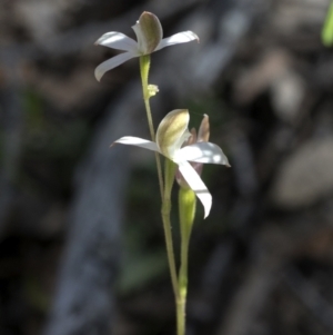 Caladenia moschata at Bonang, VIC - suppressed