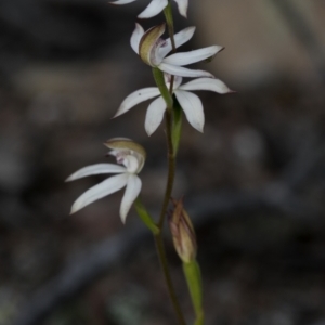 Caladenia moschata at Bonang, VIC - suppressed