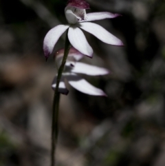 Caladenia moschata at Bonang, VIC - 1 Nov 2021