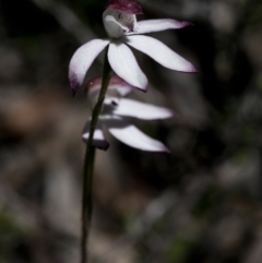 Caladenia moschata at Bonang, VIC - suppressed