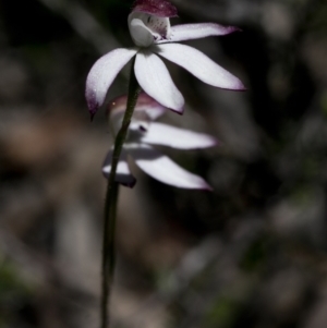 Caladenia moschata at Bonang, VIC - suppressed