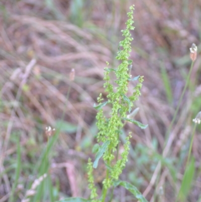 Rumex crispus (Curled Dock) at Wamboin, NSW - 16 Dec 2020 by natureguy