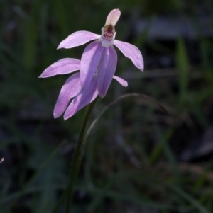 Caladenia carnea at Bonang, VIC - 1 Nov 2021