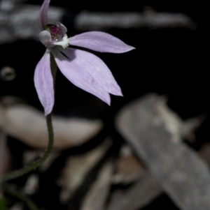 Caladenia carnea at Bonang, VIC - suppressed