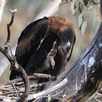 Aquila audax (Wedge-tailed Eagle) at Mount Ainslie - 1 Nov 2021 by jb2602