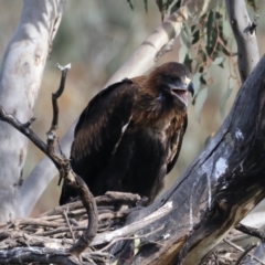 Aquila audax at Ainslie, ACT - 1 Nov 2021