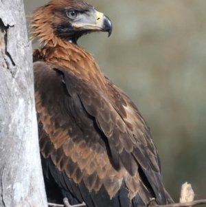 Aquila audax at Ainslie, ACT - 1 Nov 2021