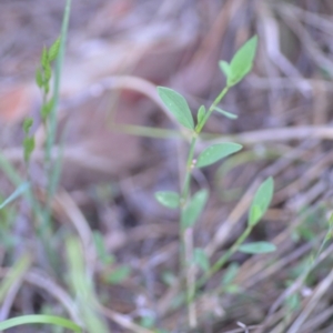 Polygonum aviculare at Wamboin, NSW - 16 Dec 2020