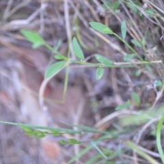 Polygonum aviculare at Wamboin, NSW - 16 Dec 2020