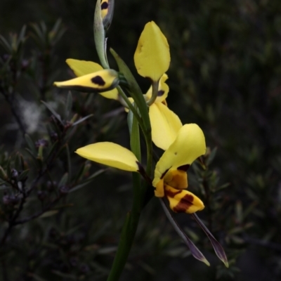 Diuris sulphurea (Tiger Orchid) at Bonang, VIC - 1 Nov 2021 by JudithRoach