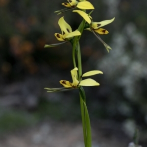 Diuris sulphurea at Bonang, VIC - suppressed