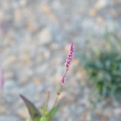 Persicaria decipiens (Slender Knotweed) at Wamboin, NSW - 16 Dec 2020 by natureguy