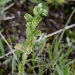 Hymenochilus sp. at Bonang, VIC - 30 Oct 2021