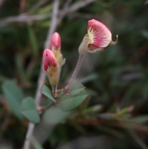 Bossiaea prostrata at Bonang, VIC - suppressed