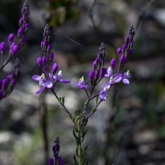 Comesperma ericinum (Heath Milkwort) at Bonang, VIC - 2 Nov 2021 by JudithRoach