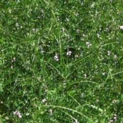 Vicia disperma at Latham, ACT - 31 Oct 2021 11:38 AM