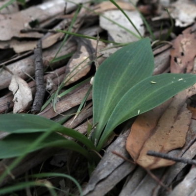 Chiloglottis sp. (A Bird/Wasp Orchid) at Bonang, VIC - 9 Nov 2021 by JudithRoach