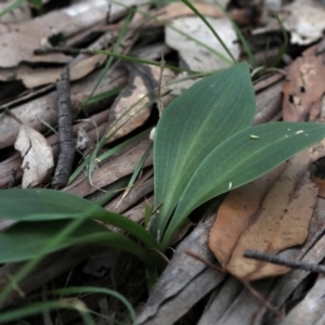 Chiloglottis sp. at Bonang, VIC - 9 Nov 2021