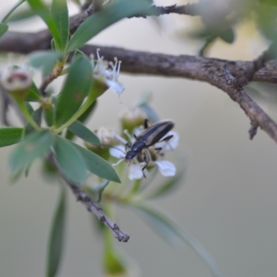 Lepturidea sp. (genus) (Comb-clawed beetle) at QPRC LGA - 16 Dec 2020 by natureguy