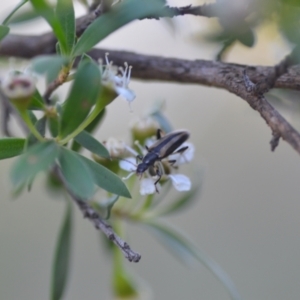 Lepturidea sp. (genus) at Wamboin, NSW - 16 Dec 2020