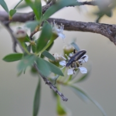 Lepturidea sp. (genus) at Wamboin, NSW - 16 Dec 2020