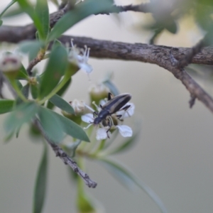 Lepturidea sp. (genus) at Wamboin, NSW - 16 Dec 2020