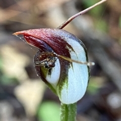 Pterostylis pedunculata (Maroonhood) at Acton, ACT - 14 Nov 2021 by AJB