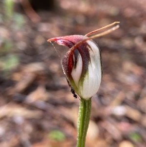 Pterostylis pedunculata at Acton, ACT - suppressed