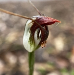 Pterostylis pedunculata at Acton, ACT - suppressed