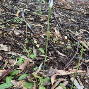 Pterostylis pedunculata at Acton, ACT - suppressed