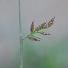 Festuca (genus) (A Fescue) at Wamboin, NSW - 16 Dec 2020 by natureguy