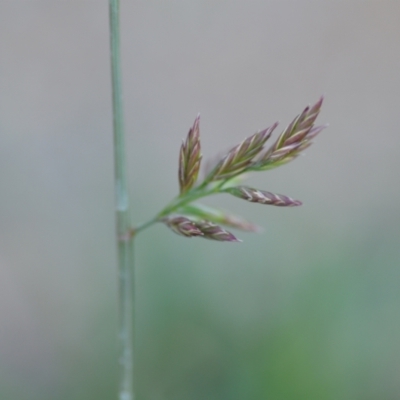 Festuca sp. (A Fescue) at Wamboin, NSW - 16 Dec 2020 by natureguy