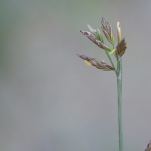 Festuca sp. at Wamboin, NSW - 16 Dec 2020