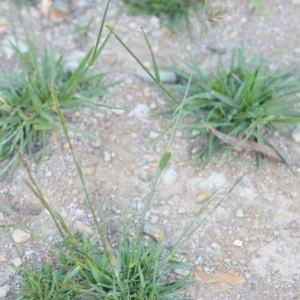 Festuca sp. at Wamboin, NSW - 16 Dec 2020 09:52 PM