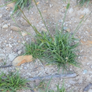 Festuca sp. at Wamboin, NSW - 16 Dec 2020