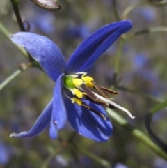 Dianella revoluta var. revoluta (Black-Anther Flax Lily) at Umbagong District Park - 8 Nov 2021 by pinnaCLE