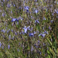 Dianella revoluta var. revoluta at Latham, ACT - 8 Nov 2021