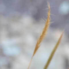 Dichelachne (genus) (Plume Grasses) at Wamboin, NSW - 16 Dec 2020 by natureguy
