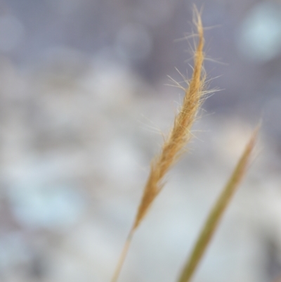 Dichelachne (genus) (Plume Grasses) at Wamboin, NSW - 16 Dec 2020 by natureguy