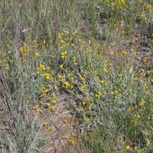 Chrysocephalum apiculatum at Latham, ACT - 8 Nov 2021