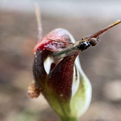 Unidentified Insect at ANBG - 14 Nov 2021 by AJB