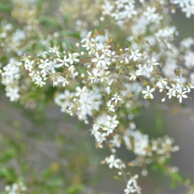 Bursaria spinosa (Native Blackthorn, Sweet Bursaria) at QPRC LGA - 16 Dec 2020 by natureguy