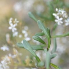 Bursaria spinosa at Wamboin, NSW - 16 Dec 2020