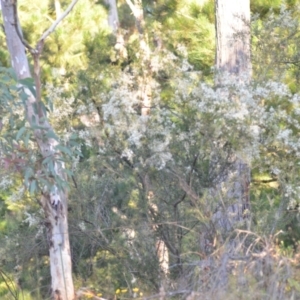 Bursaria spinosa at Wamboin, NSW - 16 Dec 2020