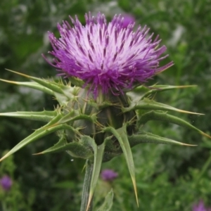 Silybum marianum at Latham, ACT - 10 Nov 2021